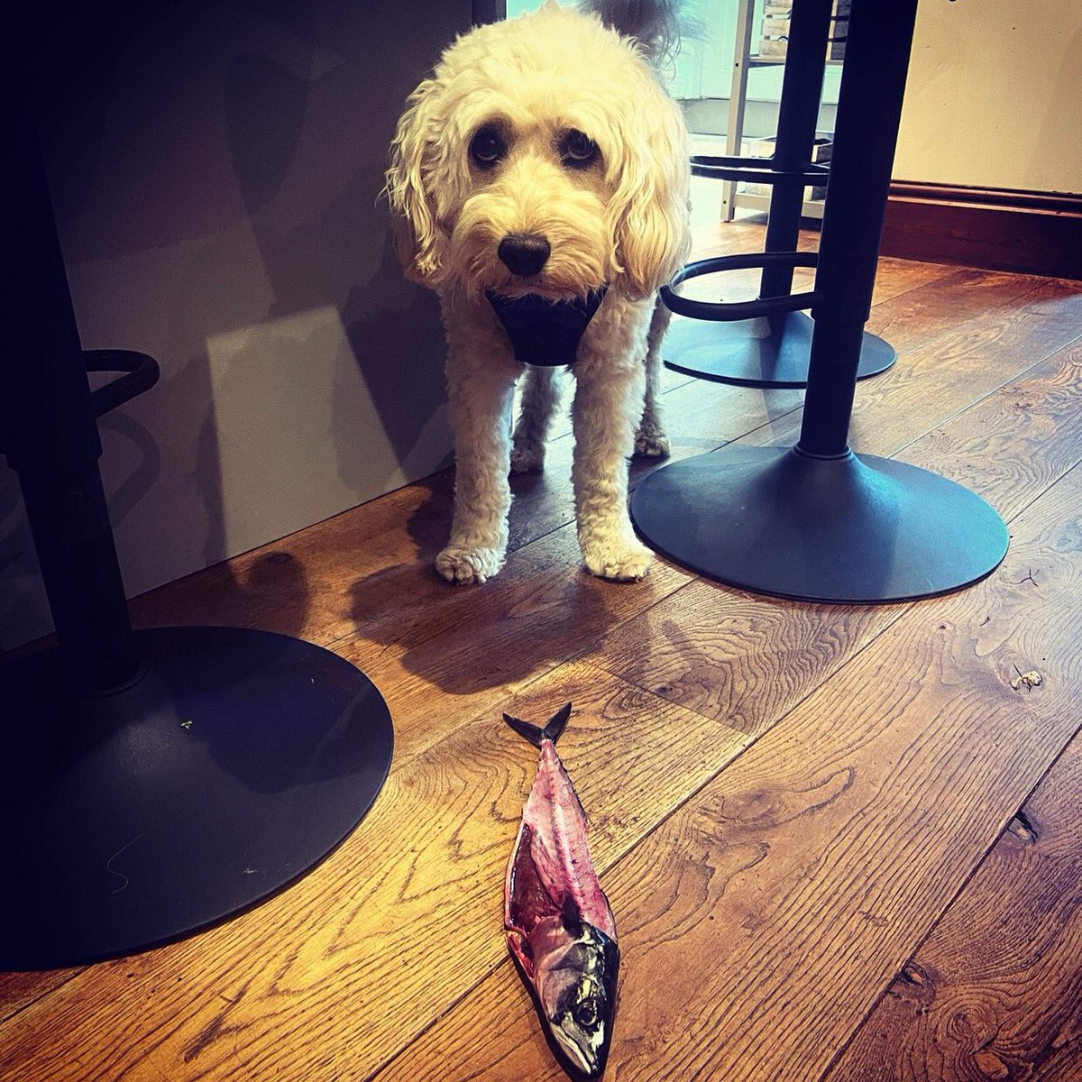 So you didn’t want me to drag this out the bin and all over the kitchen floor? No? Sure? 🙊🎣🐕