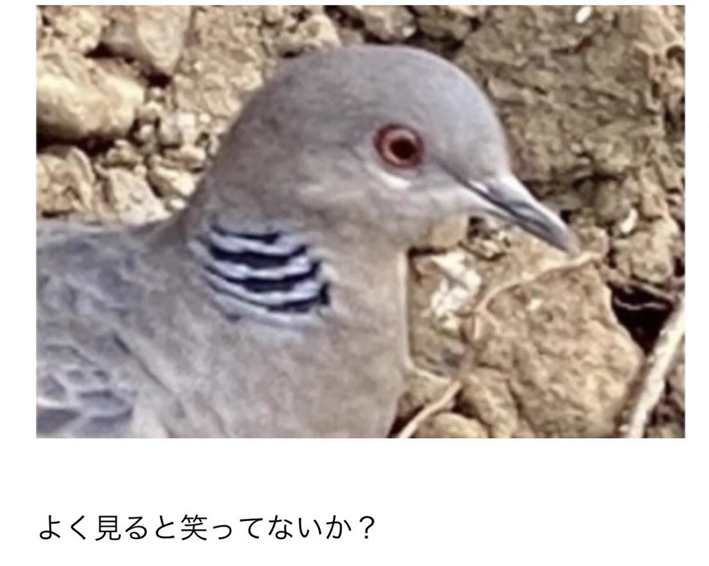 @fujiokaminami #いっしょに泣いてくれ
不覚。
笑ってしまった🥺 