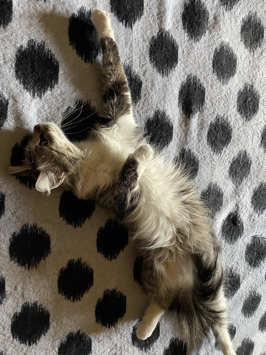 Princess 👑 #catsoftwitter #catlove #