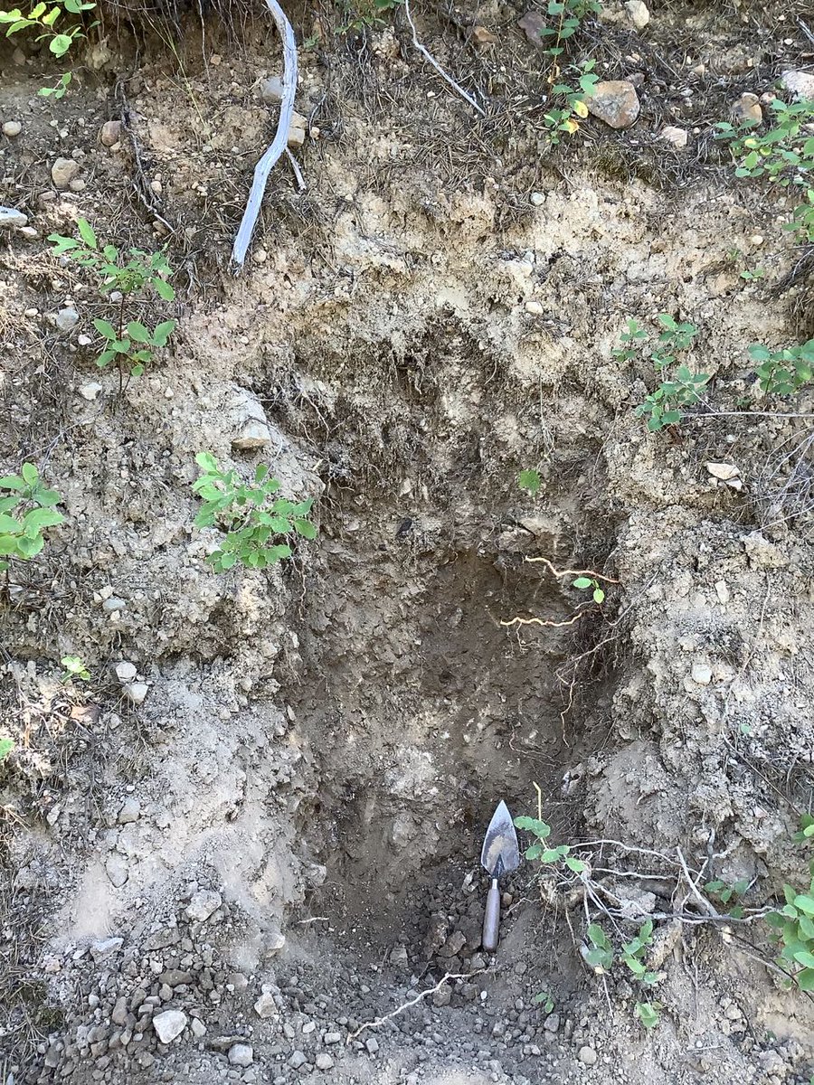 tillhole's tweet photo. This is OK. Sample 1.7 m below surface. Ablation till above, becoming denser with better developed fissility with depth. But still brown so at least somewhat oxidized. Indicates how much weathering can happen in the boreal forest. Roadcut, so be hard to dig a pit this deep.
6/10 https://t.co/QcFU7R21zM