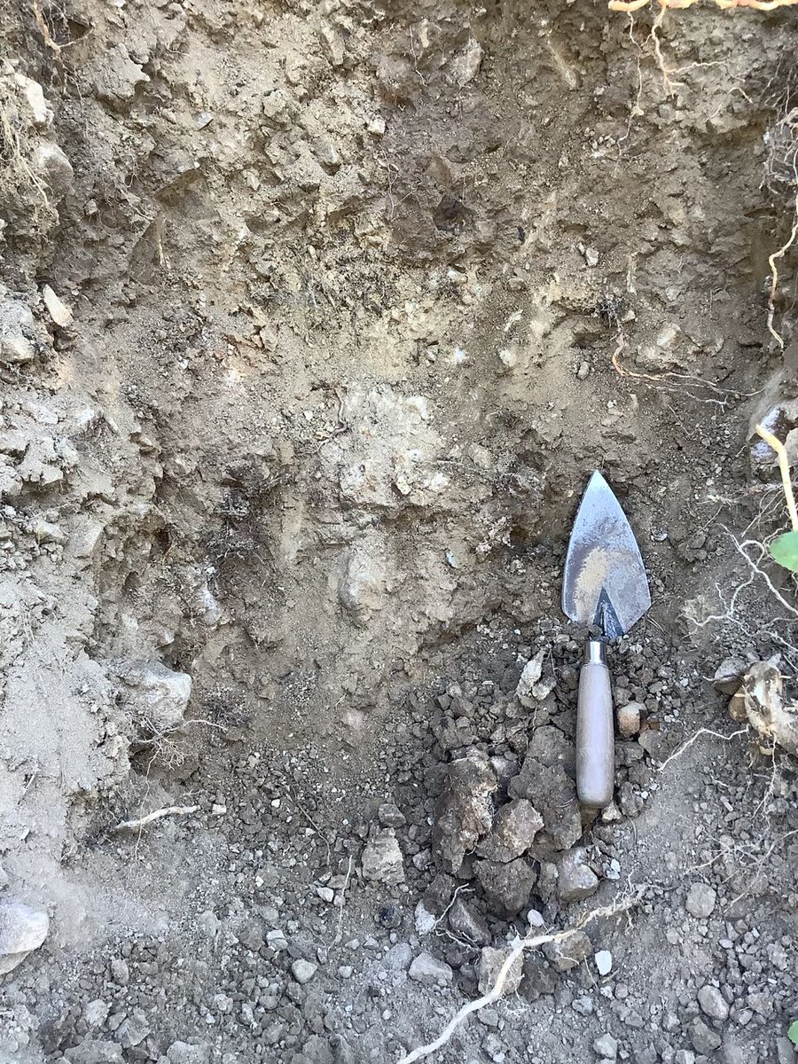 tillhole's tweet photo. This is OK. Sample 1.7 m below surface. Ablation till above, becoming denser with better developed fissility with depth. But still brown so at least somewhat oxidized. Indicates how much weathering can happen in the boreal forest. Roadcut, so be hard to dig a pit this deep.
6/10 https://t.co/QcFU7R21zM