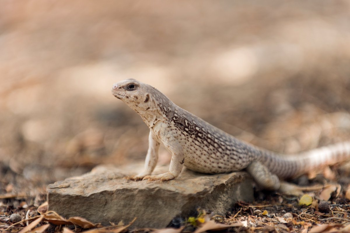 JoshuaTreeNPS's tweet photo. Of the 18 species of lizards in the park, the desert iguana is one of the most heat tolerant. While most other lizards, animals, and humans seek shelter from the mid-day summer heat, the desert iguana will remain active in 100+ degree temps looking for food.

NPS/Brad Sutton https://t.co/7RlM1KLw24
