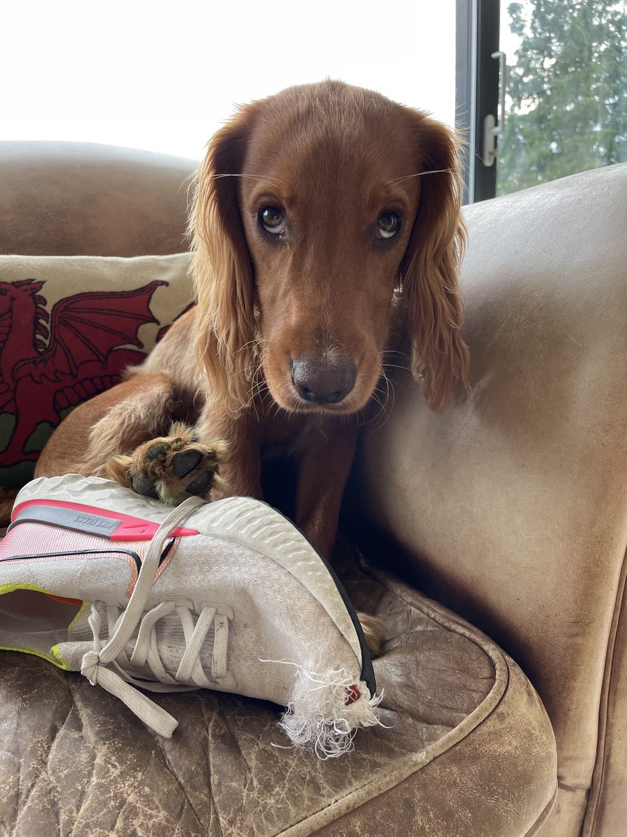 DomJohnTeamedUp's tweet image. He says it wasn’t him! My daughter week old ⁦⁦@Nike⁩ #infinityreact destroyed overnight. ⁦⁦⁦@nikelondon⁩ can I buy one left shoe only UK size 6.5? …before my daughter finds out 😁. How can I get cross with those eyes?
