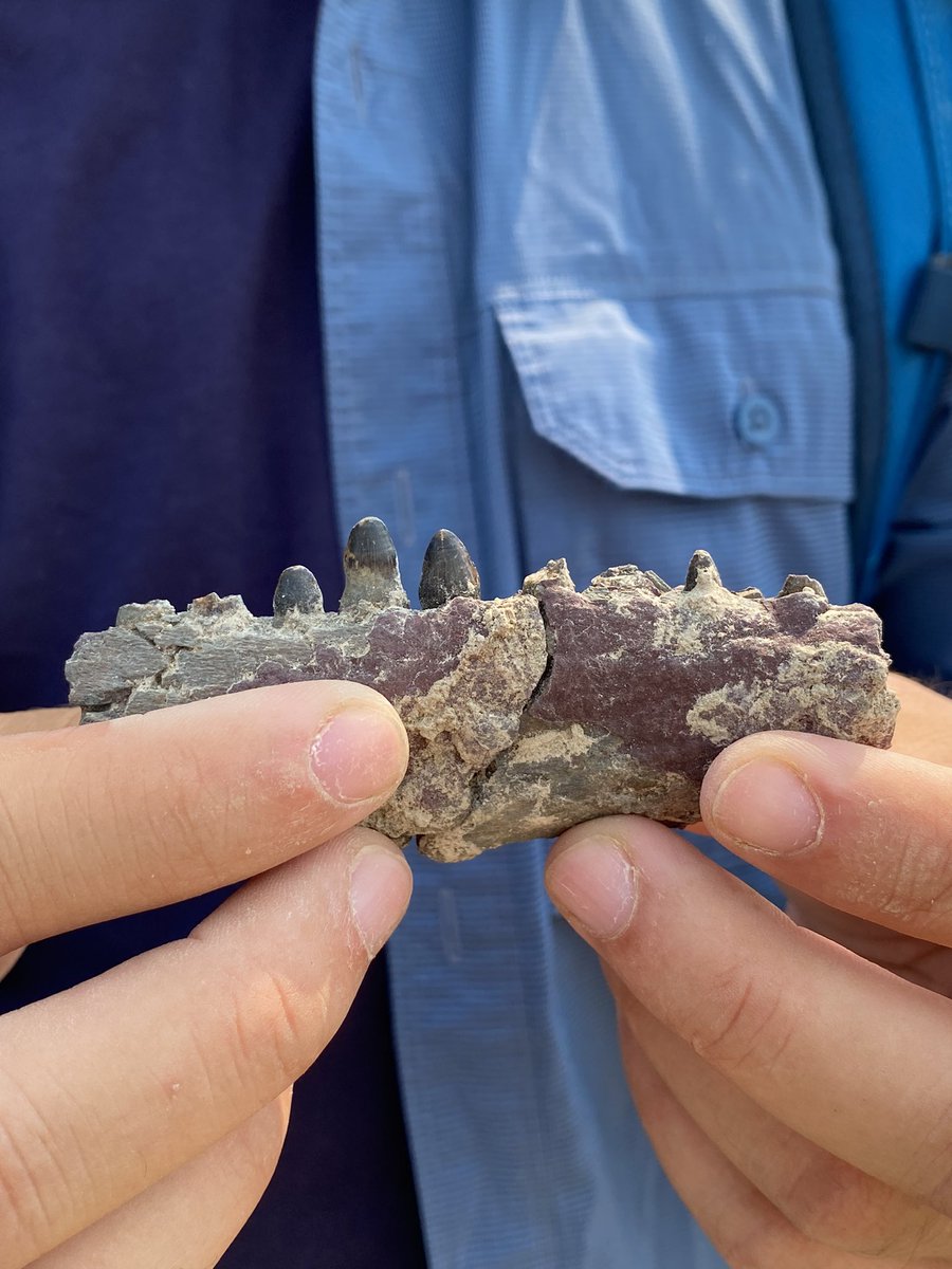 We found a fantastic crocodilian specimen from the late Paleocene of the Bighorn Basin yesterday! <a href="/ManyTinyTeeth/">Mitchell Riegler</a> <a href="/FloridaMuseum/">Florida Museum</a> @PetMorse @nsvitek <a href="/WashakieMuseum/">Washakie Museum</a> #ItsAllGoodintheWillwood #PETM #FossilFriday