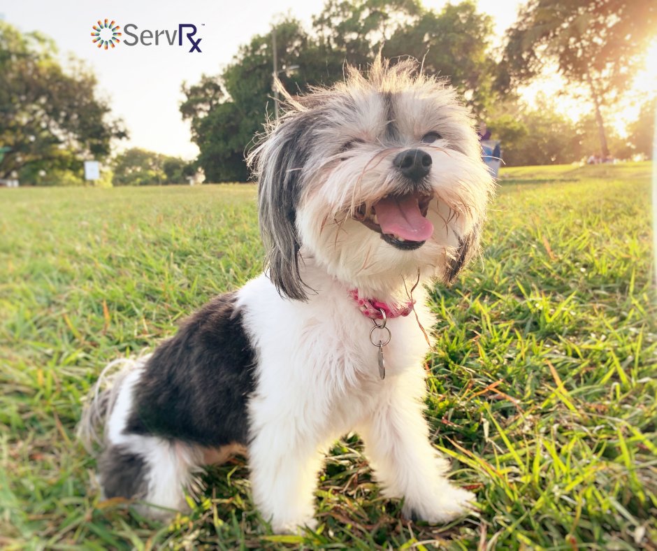 Community pharmacists are as happy as a puppy in the park when they see the reimbursement amounts on #WorkersComp prescriptions from #ServRx. Give us a call if you aren't already enrolled.

ServRx.com
888-907-9770