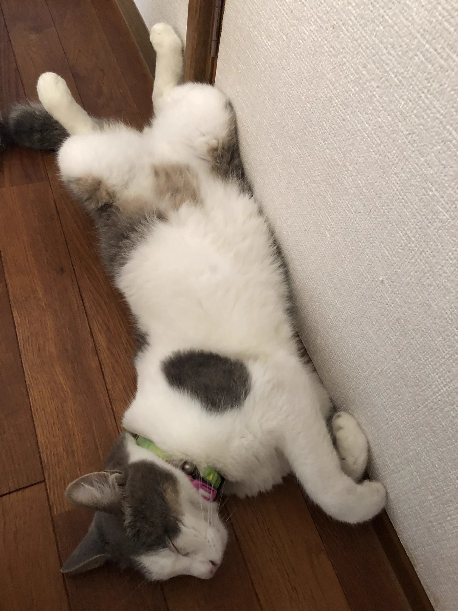 @kyuryuZ そんな時もあります。うちの猫なんて外で遊ぶ事の楽しさを知ってるからなのか、もう猫じゃらしじゃ遊んでくれなくなりました…。 