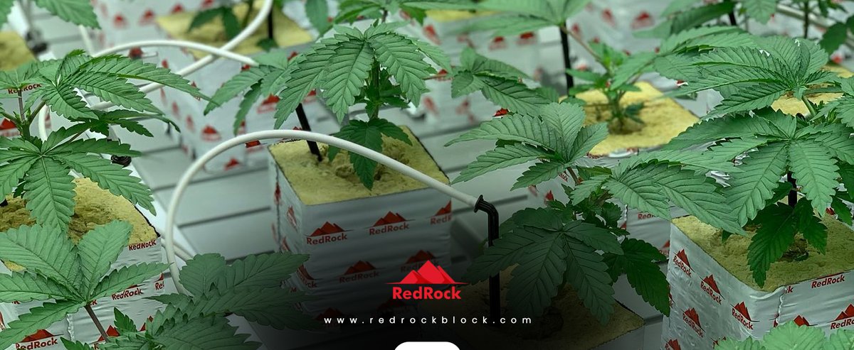 Redrockblocks's tweet photo. The Magic of Fertigation and StoneWool: A Quick Guide to Fertigation Systems and Stonewool Applications
https://t.co/VmDDCedkwh
Call for pricing- 1-310-967-2025
#Stonewool #GrowBlocks #GrowSlabs #GrowMedia #Growers #Plants #Crop #Hemp #Greenhouses #CEA #IndoorFarm #Hydroponics https://t.co/PGbEqiTA7D