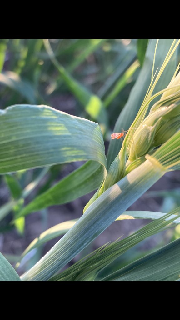 Last night I learned how to scout midge! 

And on our way back to the trucks we found some 🦗 !!
@GMacsAgTeam #gmacsagteam #midgebusters <a href="/SeCanLauren/">Lauren Wensley🌾</a> #WUCacademy @WinFieldCanada 

Just another day in the life at an ag retail!