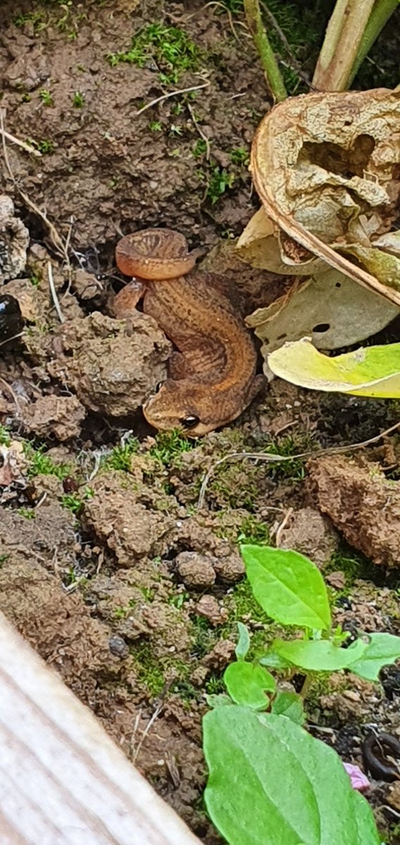 Jared Young tweet media