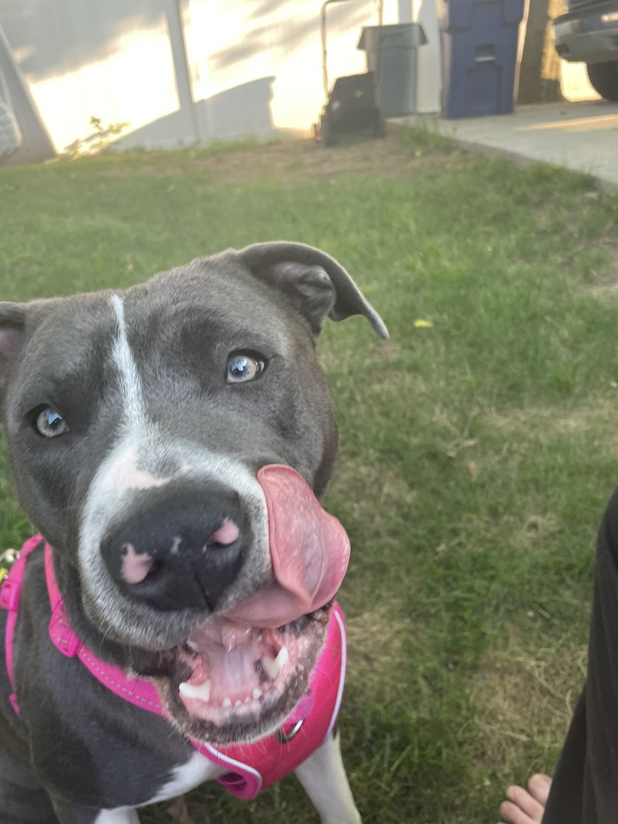 TheWobbleQueen's tweet photo. i can’t believe my baby is almost a year old 🥺😭🥺😭 https://t.co/Fpf645a3yN