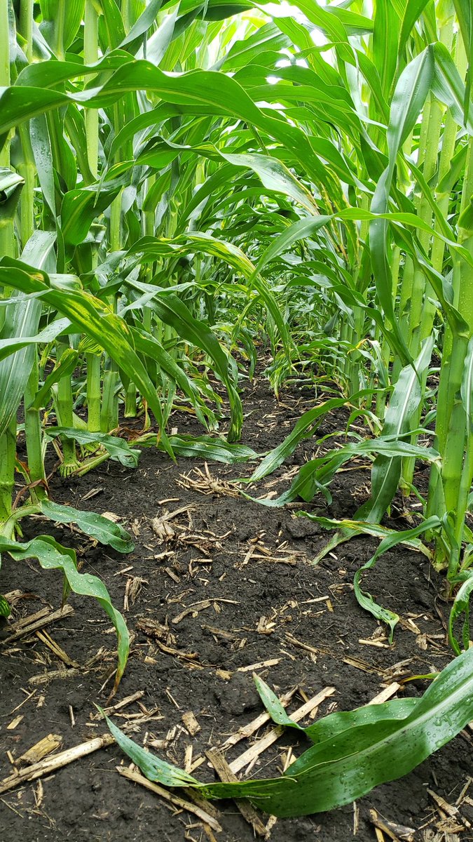 derkaisermike's tweet photo. A wet day scouting corn. #agriculture #agronomy #cropscouting https://t.co/k9RqYCnC8T