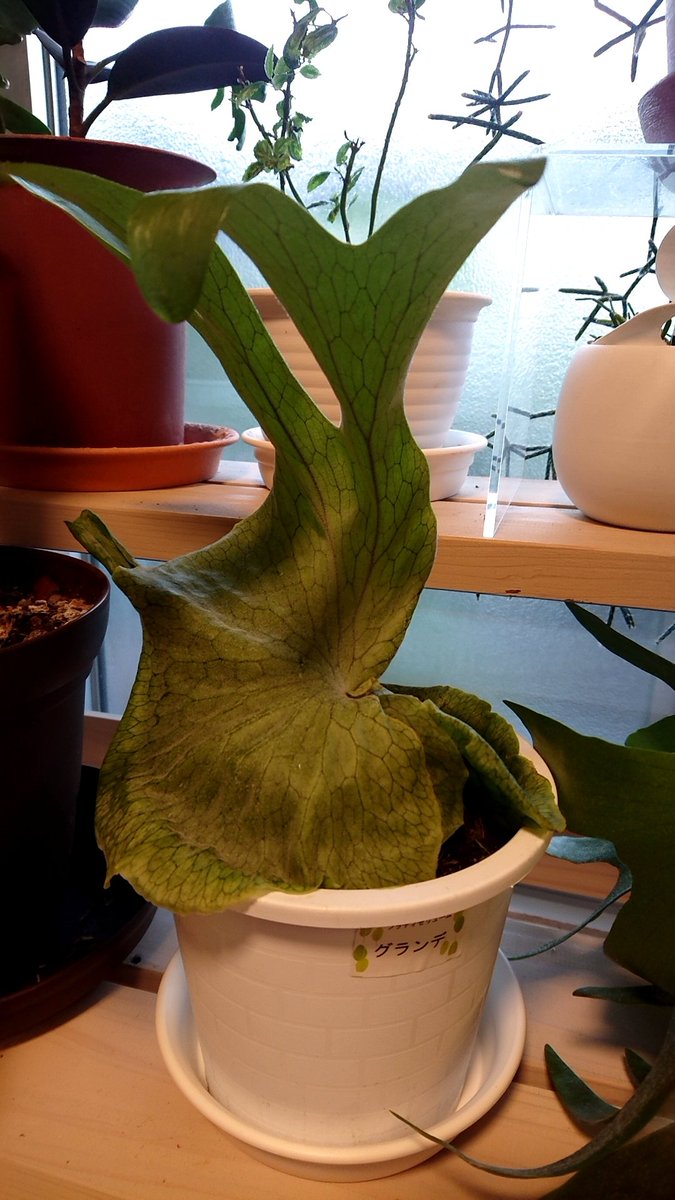 スパーバム Hashtaggen Pa Twitter