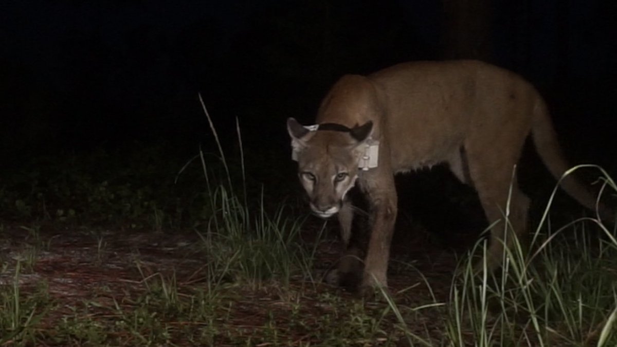 fstopfoundation's tweet photo. Wanna know more about the work we do with remote cameras? See the power of remote cameras in conservation! 
📸 by Our Remote Cameras

https://t.co/e52LMYwiOX

#WildlifePhotography #ConservationPhotography #WildlifePreservation #SpeciesConservation #fStopFoundation https://t.co/U6MFAnRPC2