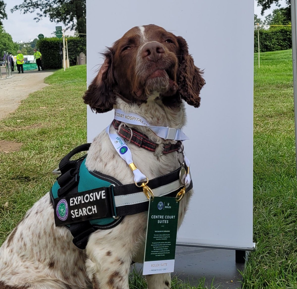 burnett_kenny's tweet photo. 2 days to go in SW19 and this is what ive become. Averaging approx 28000 paces per day so what better than an @OLBAS_Remedies oil foot bath and beer.
Goodness knows how many paces my wee lad has done😱😱🐕🦺👏🐾 #wimbledon #scottishspringers https://t.co/n7qdEBuk6A