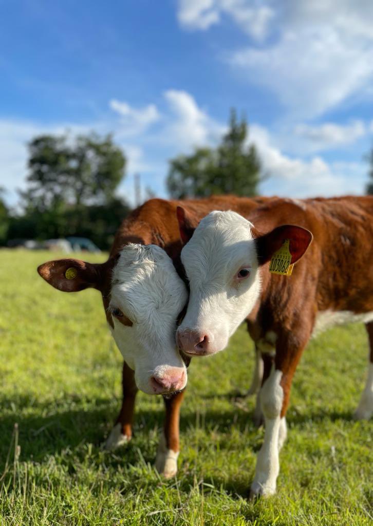 Maybern has got that Friyay feeling and in the moo-d for the weekend after submitting a pre-application advice request relating to a new farm shop in Greater Manchester! 🐮

#planning #countryside #farming #farmdiversification #clarksonsfarm #farmshop #buylocal #shoplocal