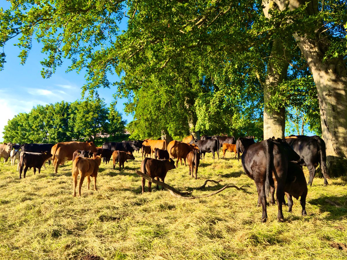 JoAnne_Dobson's tweet photo. One of our herds is on the moooove here at Hermitage Farm - theyโre practicing getting into ranks ahead of Mondayโs #Twelfth as itโs also #NationalCowAppreciationDay ๐ฎ๐ฎ๐๐- #SafeHome #PasturesNew #FridayFormations https://t.co/ToP1GaxGQS