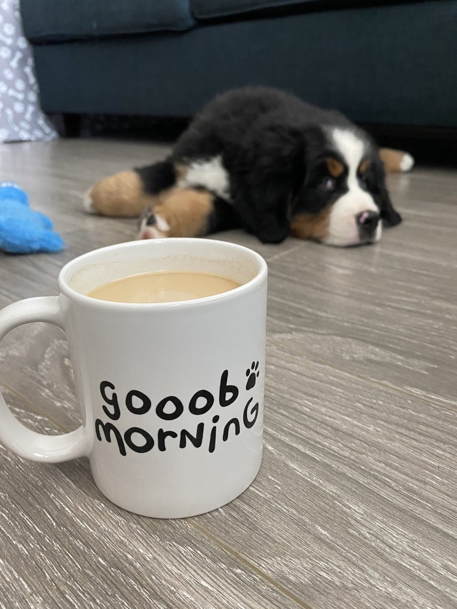 gretch_fetch_'s tweet image. gooob morning from Macklin 🐾 @dog_feelings