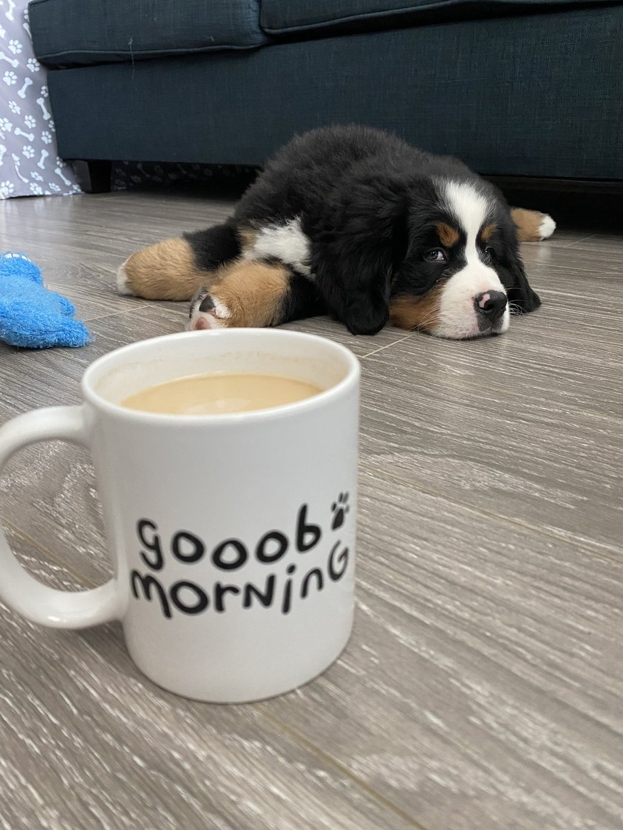 gretch_fetch_'s tweet image. gooob morning from Macklin 🐾 @dog_feelings