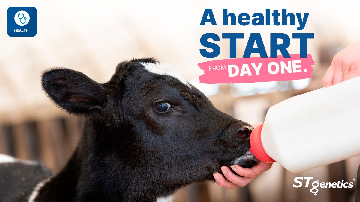 STgenetics's tweet photo. 🩺 A HEALTHY start from Day 1! At #STgenetics we have a large range of Health designated sires, including YIS, LUMINA, DUBAI and FELIX, all available in #4M™, which breed cows to last longer, are easier to manage and require less health treatments. #HealthCalves #HealthGenetics https://t.co/fnf96Tm7RP