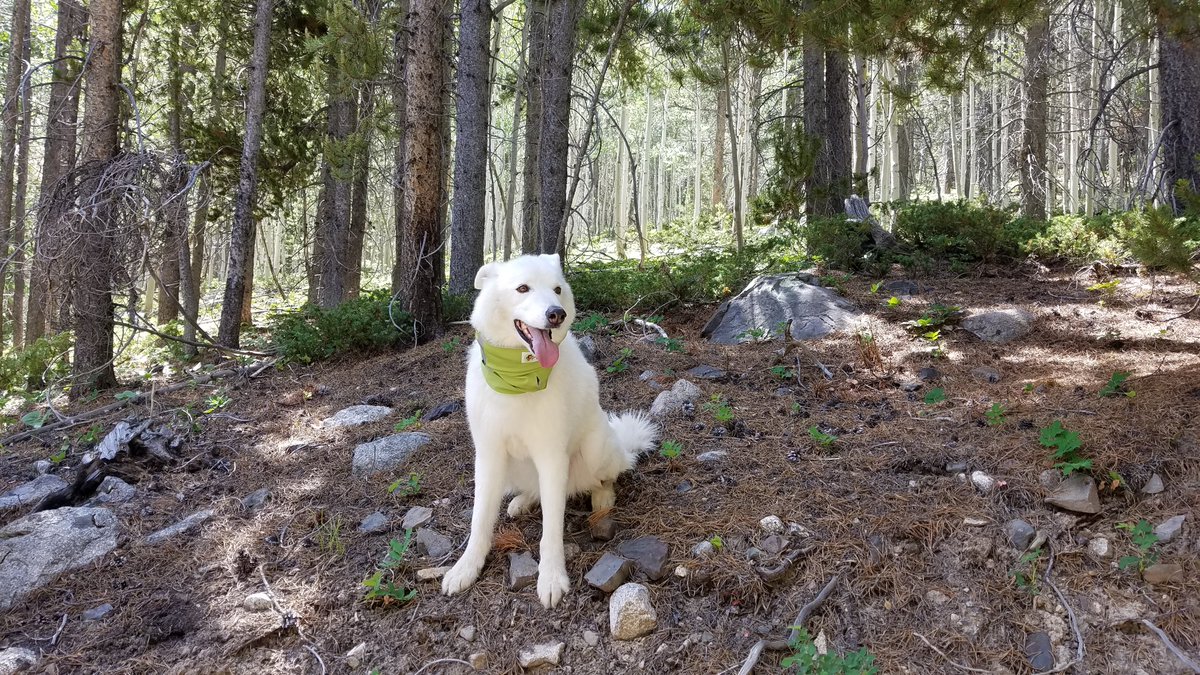 coloradoticks's tweet photo. Numbers are climbing! @CAPCVet reports 298 cases of Lyme, 1171 cases of Ehrlichiosis &amp; 275 cases of Anaplasmosis in CO dogs so far this year! Protect your pets year-round! #coloradoticks https://t.co/XdH3lwDPg6