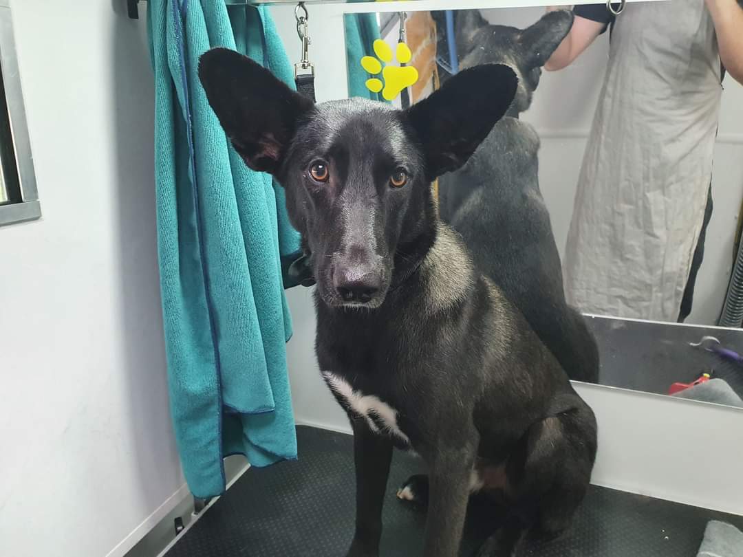 ONatDCLG's tweet image. Not cats... but how about 8 rats and a dog (and they are all mine) Meet Reuben, Pepsi, Sprite, Peter, Miles, Smudge, Raven, Ash and Link #librarymascots