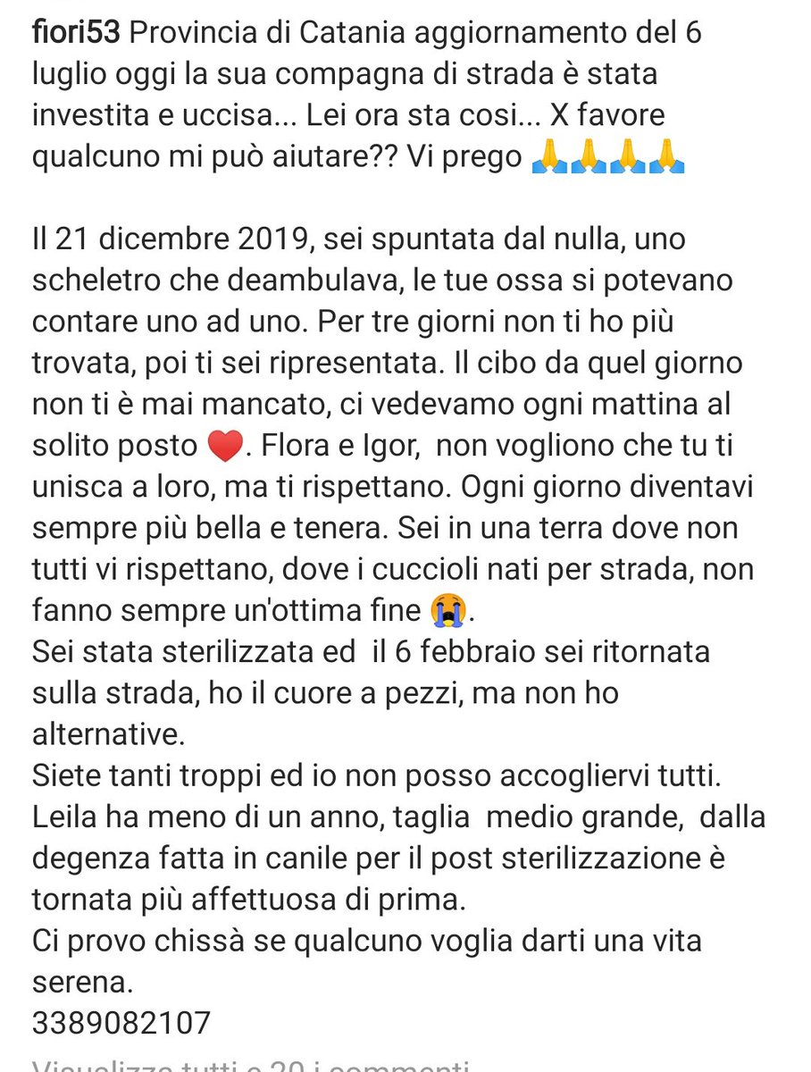 zampa_qua's tweet photo. ATTENZIONE URGENTE🆘🆘🆘☎️🐕3389082107 LEILA CERCA CON URGENZA UNA FAMIGLIA PER SEMPRE,E RIMASTA SOLA,(la sua storia🔽)si sta lasciando andare,ha bisogno di carezze e amore,💖🏠ADOTTATELA,GLI SALVATE LA VITA,🙏😔VI ASPETTA @PlanetSurfinia @FrancoFrattini https://t.co/FwdnN7VUE4