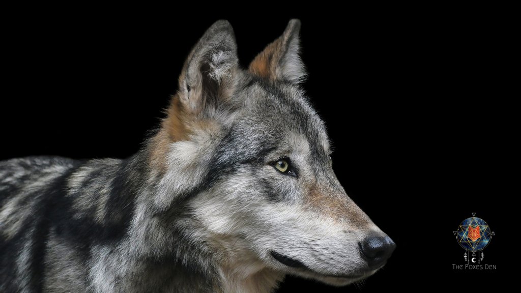 thefoxsdenhealz's tweet photo. How gorgeous is this wolf in the wild?!
https://t.co/aT2QKuXxw6
#wolves #forestwolf #wolfphotos #wolfphoto #wolfphotography #wildlife #wildlifephotos #wildplanet #wolfcommunity https://t.co/v2sYjDaYmd