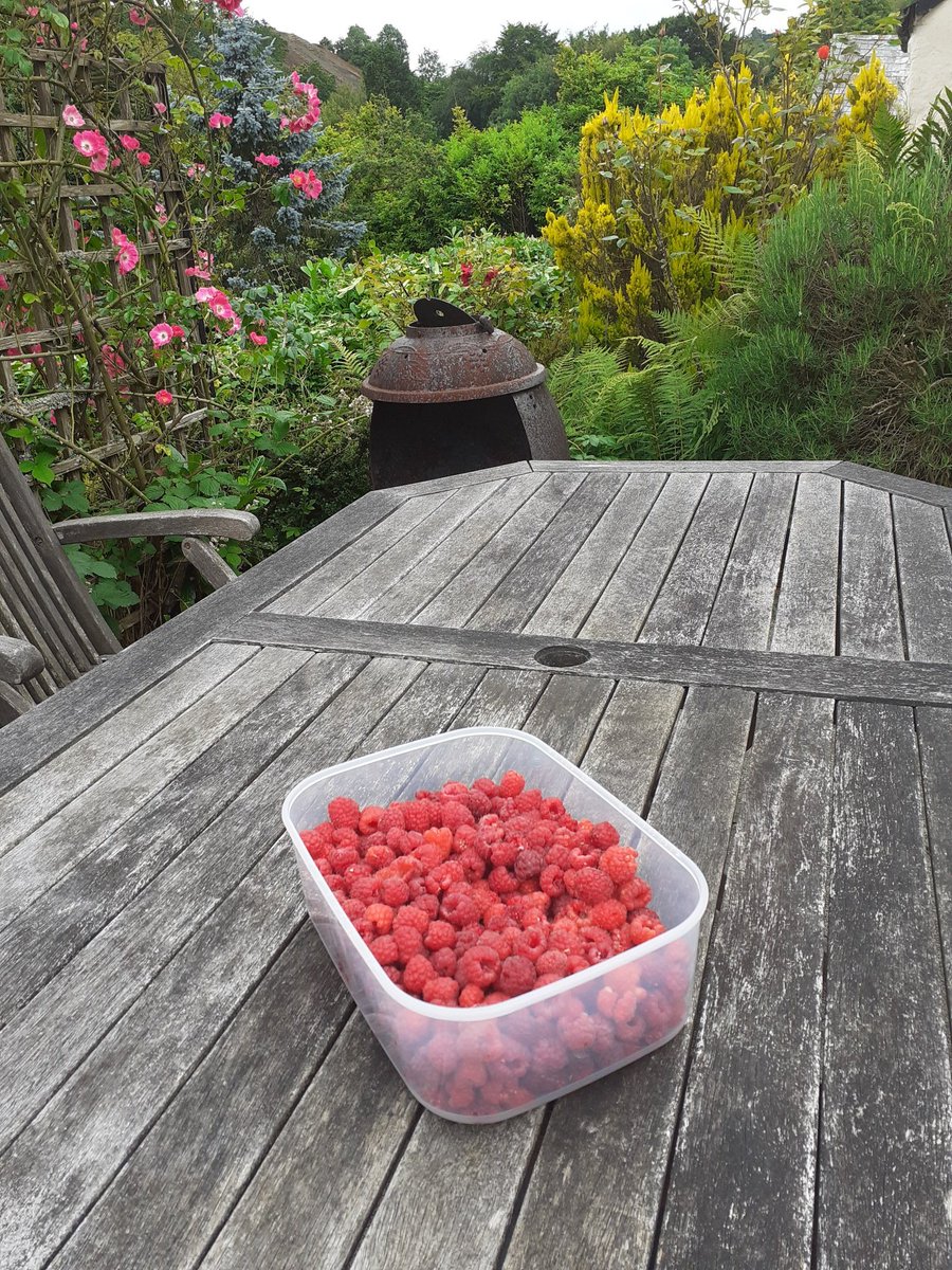 rhubarbginlover's tweet image. Looking forward to eating these 😍 #raspberrries #raspberrypicking #dayoff #weekendresidence