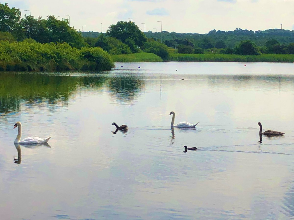 mulberryward1's tweet photo. For the walking group this morning we decided to go to Ashby Ville Nature Reserve, we had a walk round and spent sometime watching the wildlife around us. The patients described how they found this environment calming and enjoyed the time there. 🌳🦢🐟🦆🌤 https://t.co/D67VLuw81L