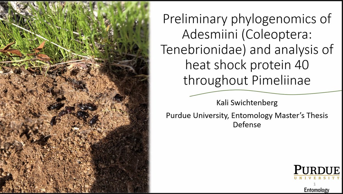 insect_taxonomy's tweet photo. Big day in the lab—@kswichte is defending! Go Kali! https://t.co/zxrd1WjNL1