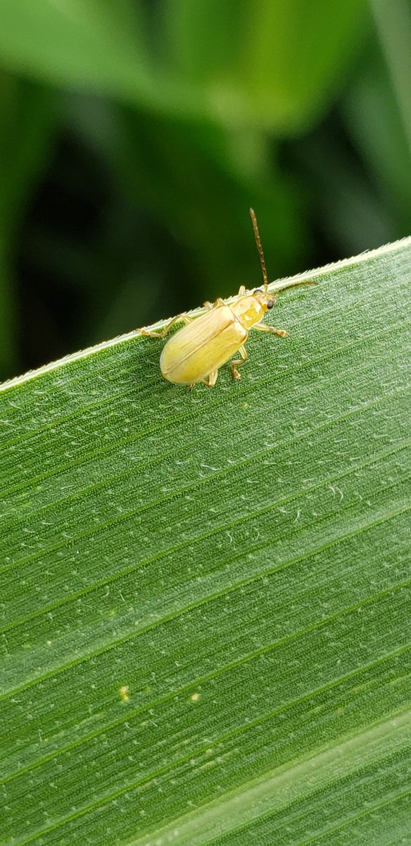 derkaisermike's tweet photo. Northern corn rootworm beetle. 

#agriculture #agronomy #cropscouting #farming https://t.co/VMzr3vrxHk