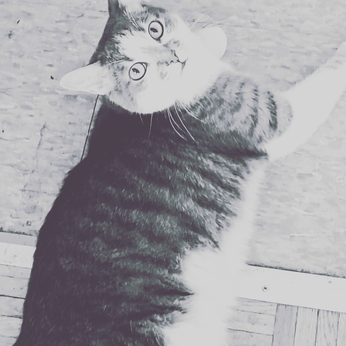 Posing for the camera #cat #cats #catsagram #catstagram #instagood #kitten #kitty #kittens #pet #pets #animal #animals #petstagram #petsagram #photooftheday #catsofinstagram #ilovemycat #instagramcats #nature #catoftheday #lovecats #furry  #lovekittens #adorable #catlover