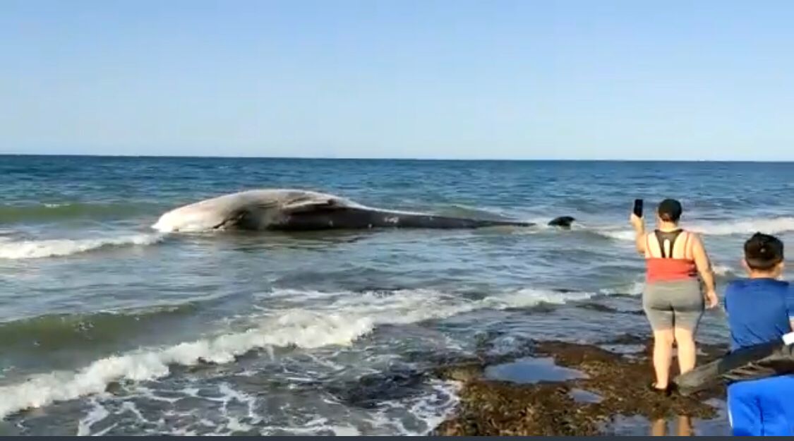 #EstaMañana 
Amanece muerta la ballena que en días pasados había sido rescatada y regresada al mar.
Confirma la noticia protección civil #Sonora y autoridades municipales de #PuertoPeñasco. Playa "El Mirador". #Sonora