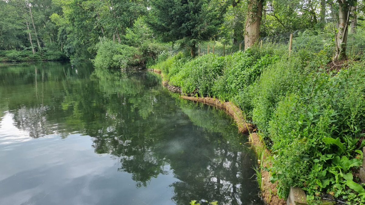 Installing marginal plants on Taverham Mill Lake recently. These Pre-established coir rolls are fantastic and full of yellow iris. #taverhammill