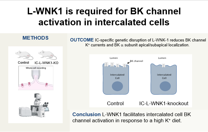 AJPRenal's tweet photo. New #Research demonstrating that IC L-WNK1 has a role in the renal adaptation to a high K+ diet. #ArticlesInPress paper By: Thomas Kleyman, et al "L-WNK1 is required for #BKchannel activation in intercalated cells"
https://t.co/xI59PRLPL1
#AJPRenal #PotassiumSecretion @PittTweet https://t.co/RXBYsOItFD