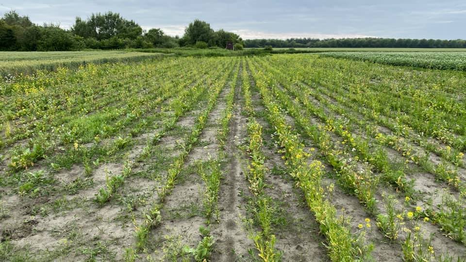 donderdag (1-7) ledenraadsvergadering Poldernatuur. Voorafgaand Zomertortel proefveldje bezocht. Wist u dat 97 % van de broedparen verdwenen is? Zeeland heeft er nog relatief veel Belangrijk onderzoek dus uitgevoert met: <a href="/vogelnieuws/">Vogelbescherming NL</a> , @SLZeeland en <a href="/provzeeland/">Provincie Zeeland</a>.