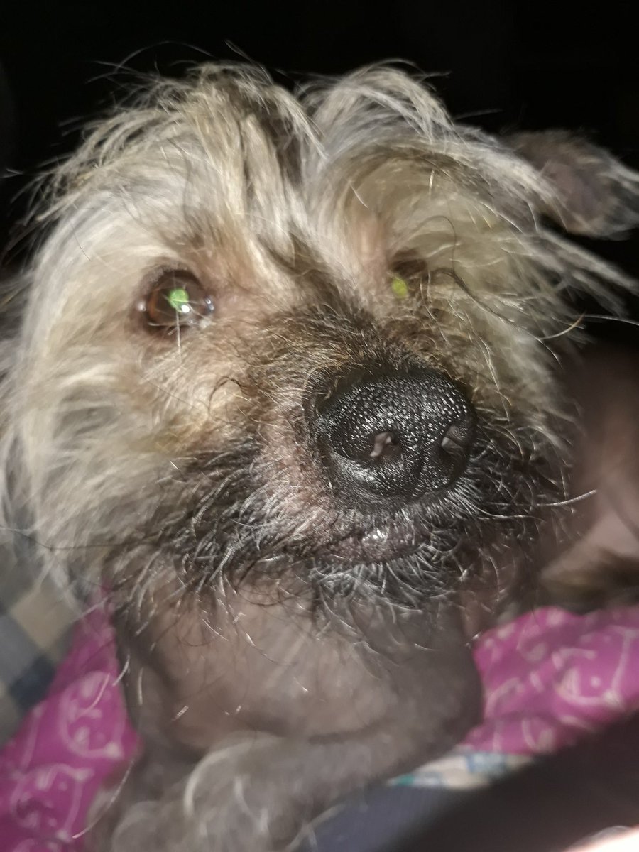 Milton Tiny Paws says Good Morning.  <a href="/MiltonTPike1/">MiltonTPike1</a>