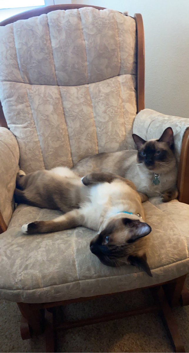 So sleepy.
#FridayFeeling #wearesiamese #CatsofTwittter #sisters #alwaystogeher