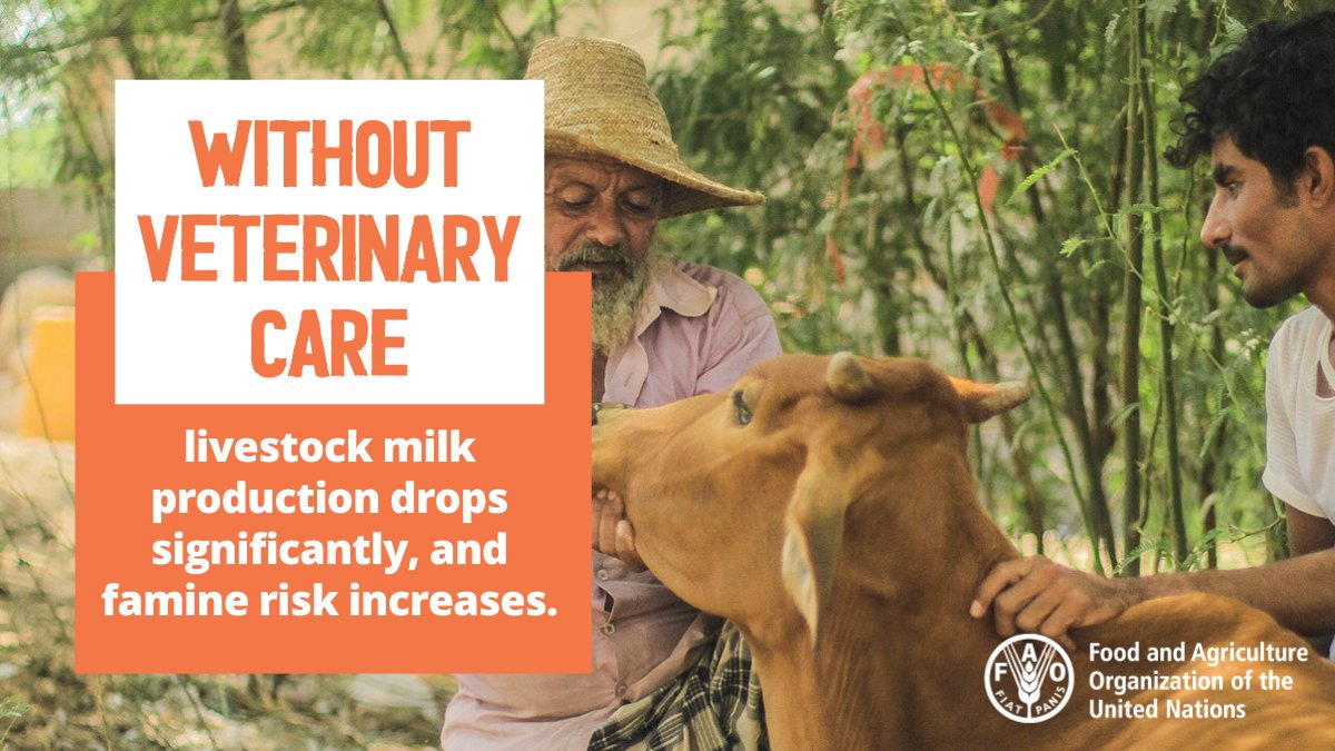 For billions of people, livestock are key source of nutrition and income 🥛 💰

Keeping livestock alive saves lives and livelihoods.
#FightFamine #AgricultureCan