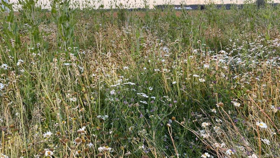 Afgelopen woensdagavond een bezoek gebracht aan het gebied waar Zeeland Seaports tijdelijke natuur heeft laten aanleggen door ANV groene oogst. Diverse akkerrand en test mengsels bekeken. Ook oude graan rassen, een mooie heg, poelen en knotbomen alles te zien vanaf een wandelpad.