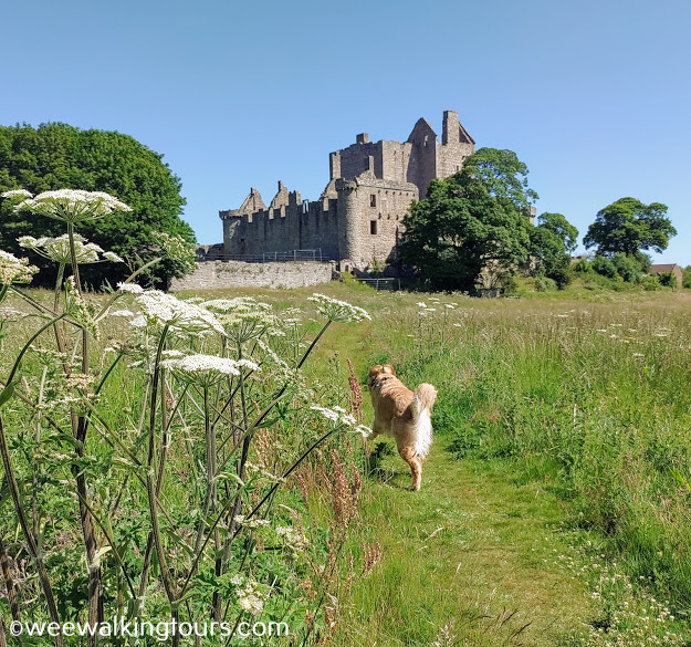 Sawyer celebrating #FluffyButtFriday #GRC on his way to #CraigmillarCastle in #Edinburgh, Scotland!🐾🏰Have an exceptional weekend!😀💙🏴󠁧󠁢󠁳󠁣󠁴󠁿
#WeeWalkingTours #SawyerTheGoldenGuide  #CastlesOfScotland #ForeverEdinburgh @GoldretrieverUS