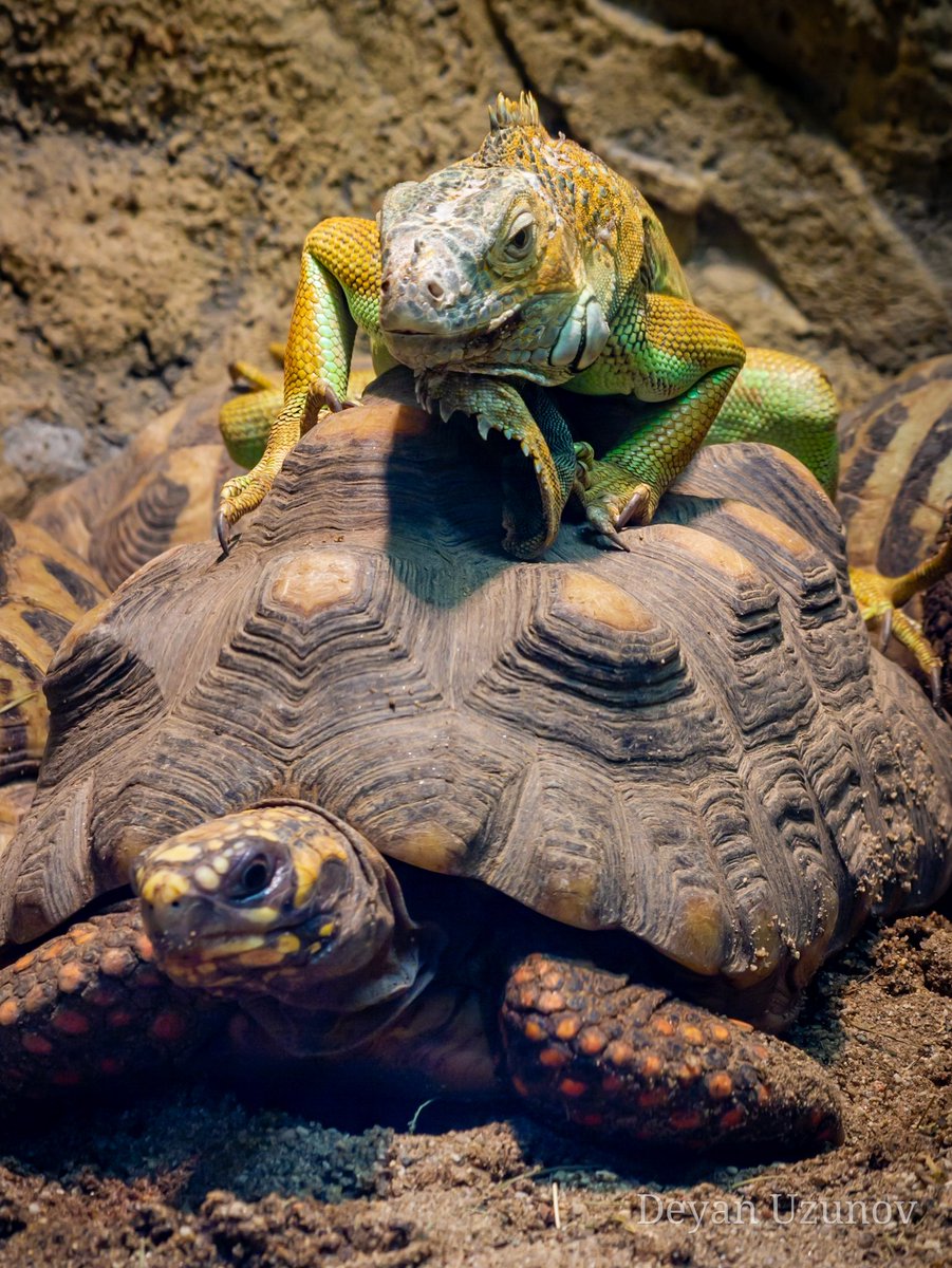 Strange Friends
#turtle #zooanimals #zooday #iguana