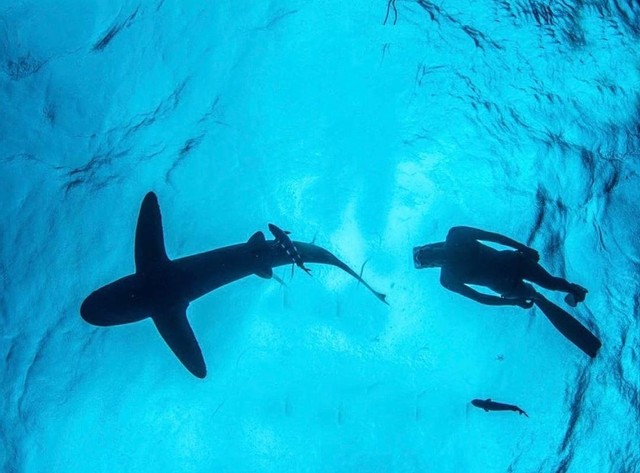 padiaware's tweet photo. #SharkWeek shark facts: Sharks provide economic benefits to countries and to local communities as a source of food and as tourist attractions.
Learn more about shark ecotourism from our Responsible Sharks and Rays Tourism Guidelines #SharkRayTourismGuide
https://t.co/HWXH1CpTpl https://t.co/ZLri4nEH4b