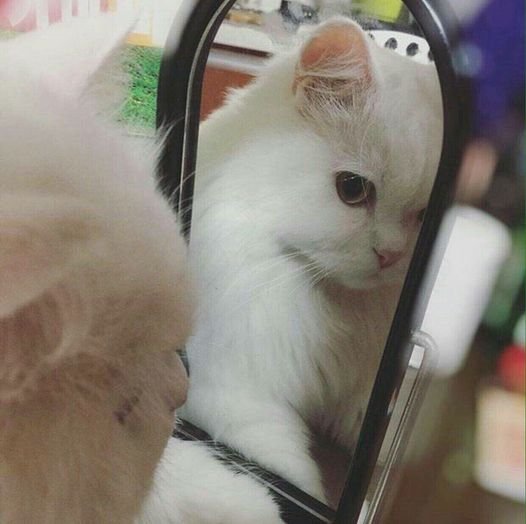 cats with powerful impression 🐾 tweet media
