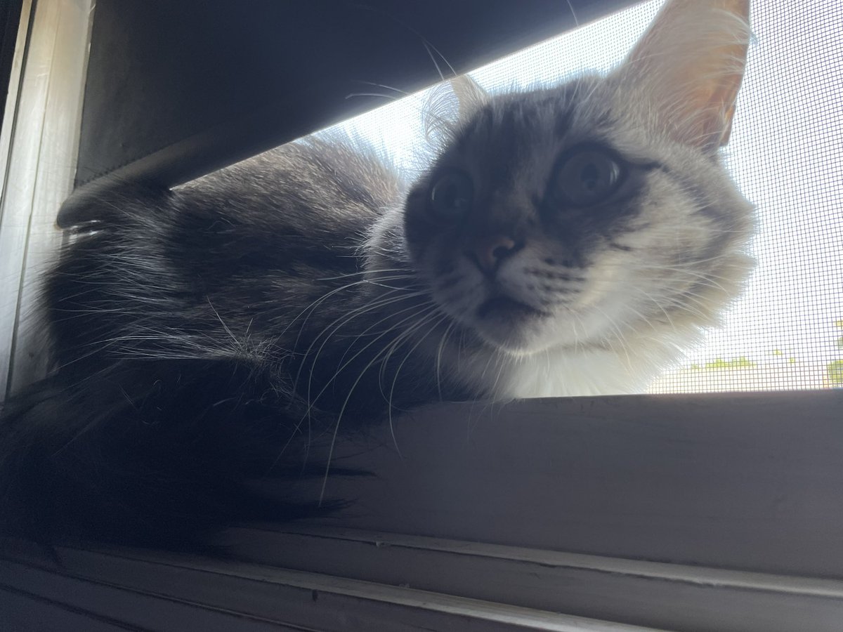 Hey everyone, Sasha here... I haven’t been online in a while but I am making my way back... with my white paws.. ☺️