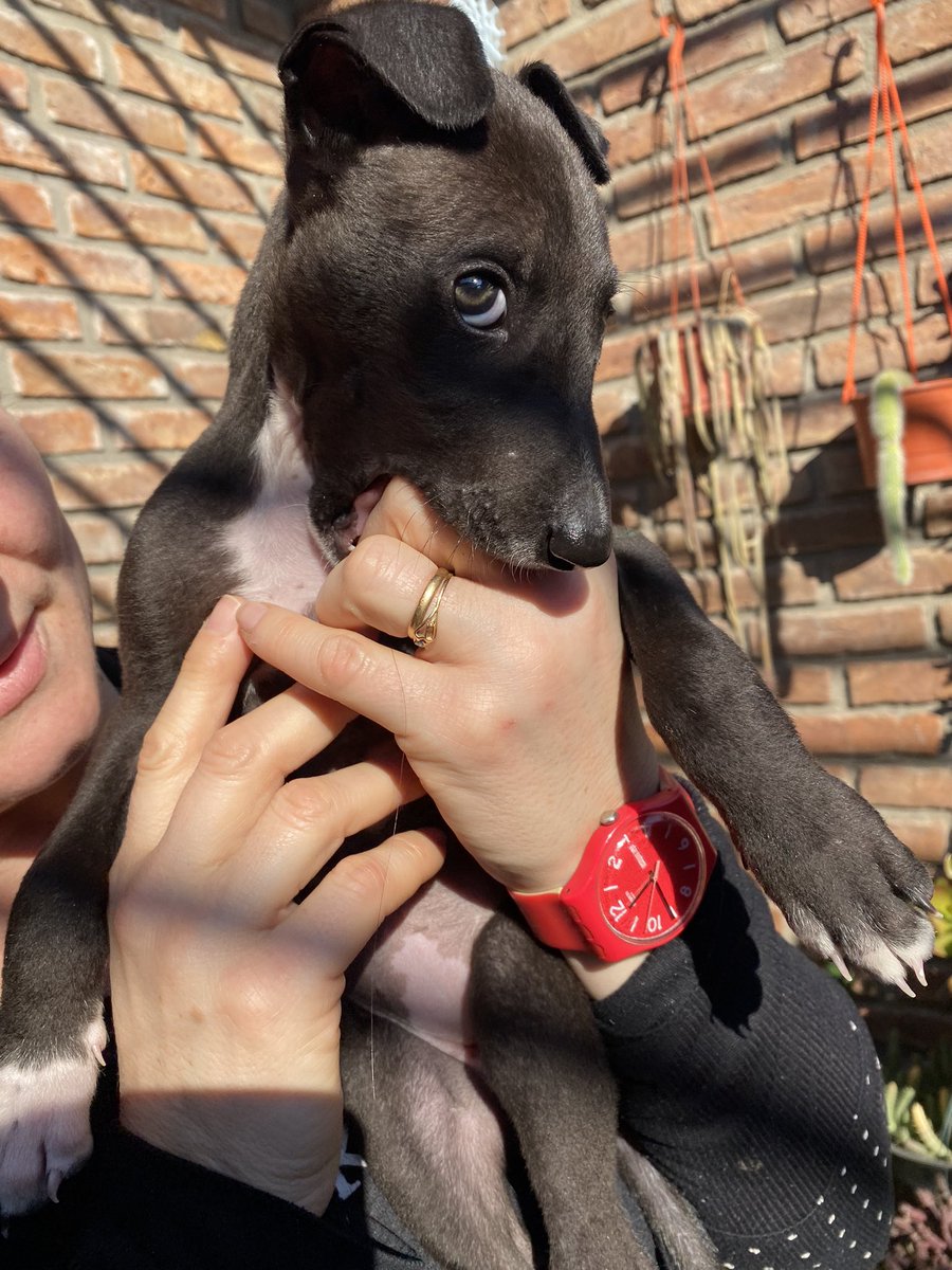 mmagrodriguez's tweet photo. Ella es Tina, una hembra de 1 mes que busca una familia que la ame para siempre! Me ayudan difundiendo? Número de contacto👉3413097235 https://t.co/WYkcZevPNq