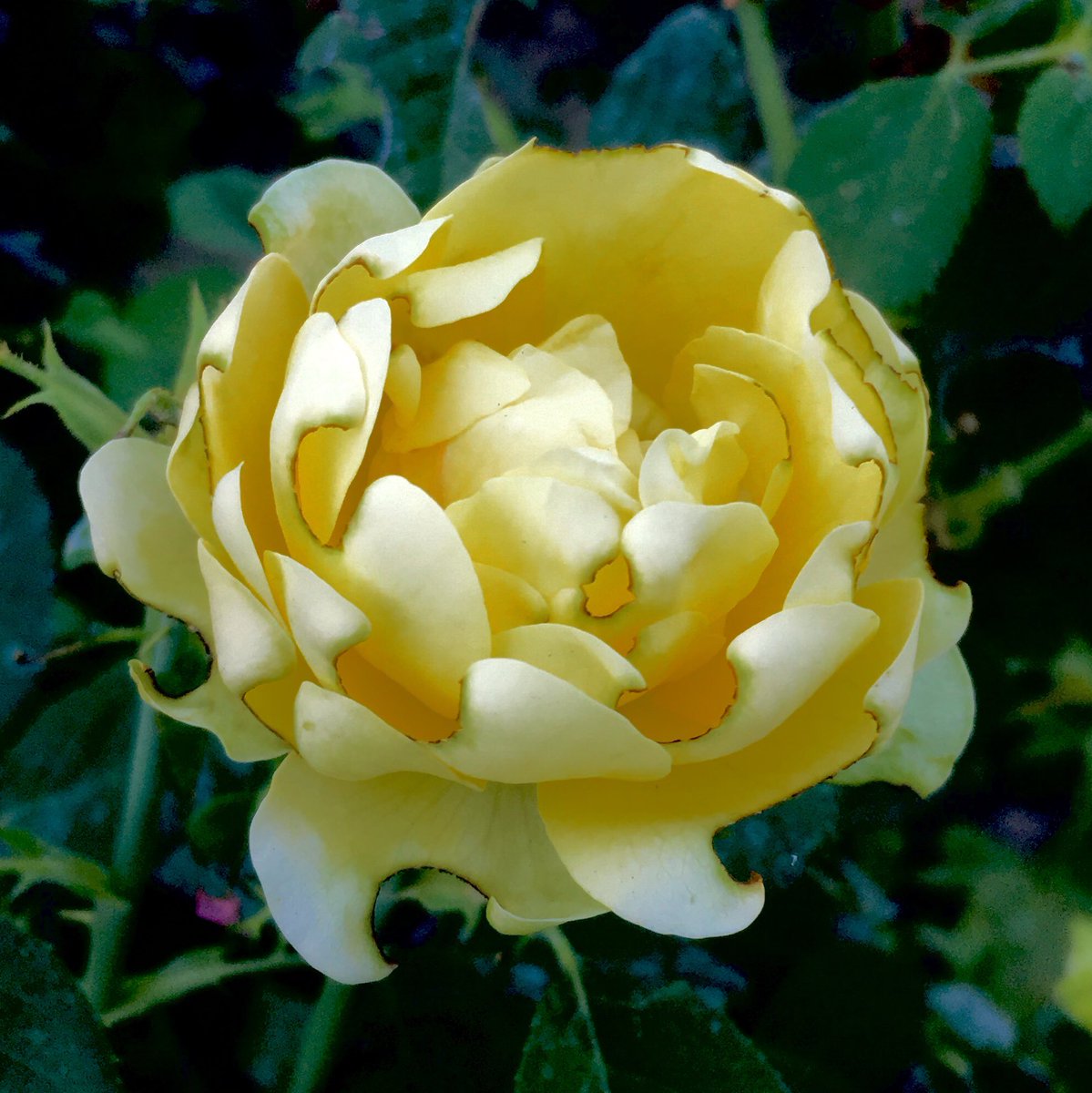 CafeMuscato's tweet photo. Margaret you mourn for…
#DailyFlora
#MoreLikeVeryOccasionalFloraTheseDaysAmIRite https://t.co/ddBrSDmKg7