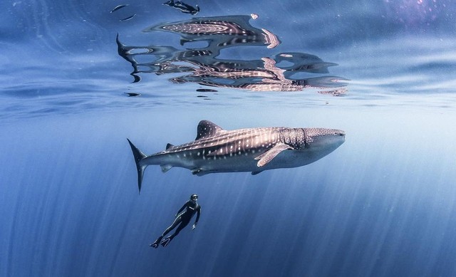 padiaware's tweet photo. In partnership with the @MantaTrust and @WWF @WWF_Sharks, we developed the worldโs first comprehensive guide on responsible shark and ray ๐ฆtourism practices. Become an eco dive operator today!
#SharkRayTourismGuide
@PADI_Travel
https://t.co/SLMiw0iOSH https://t.co/cFBKgtp7tP