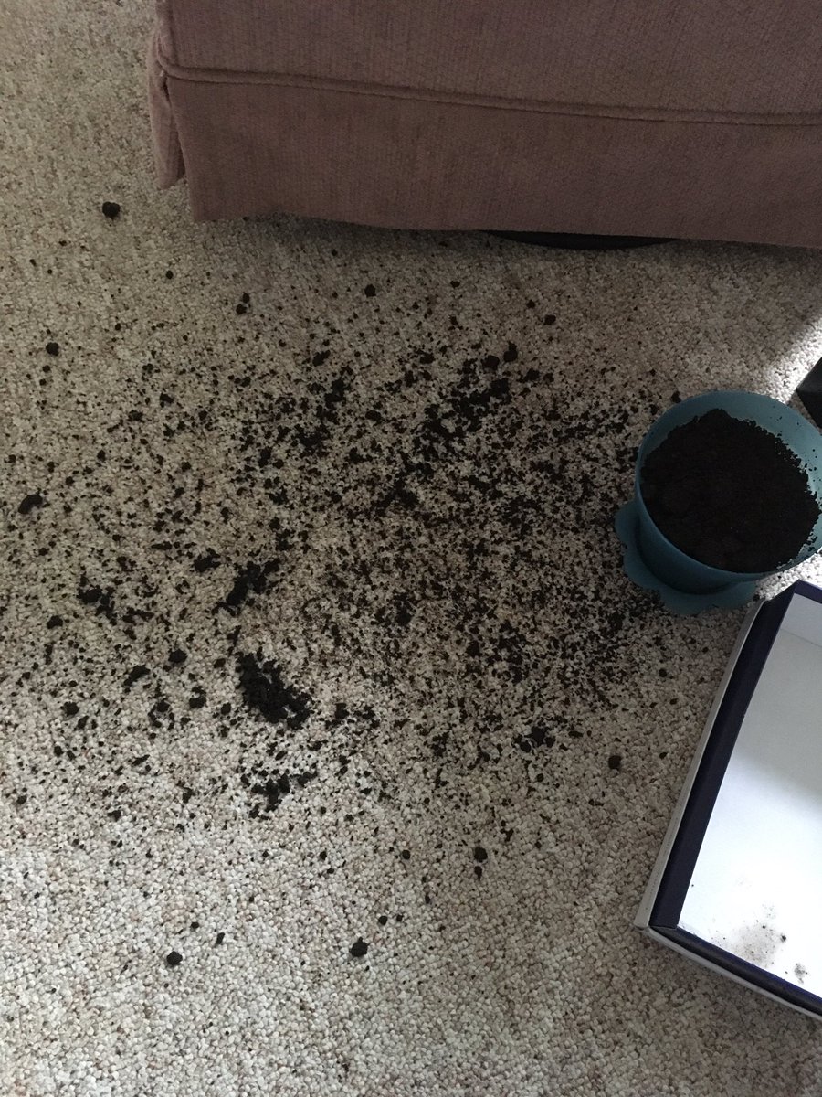 Cassie O. tweet media