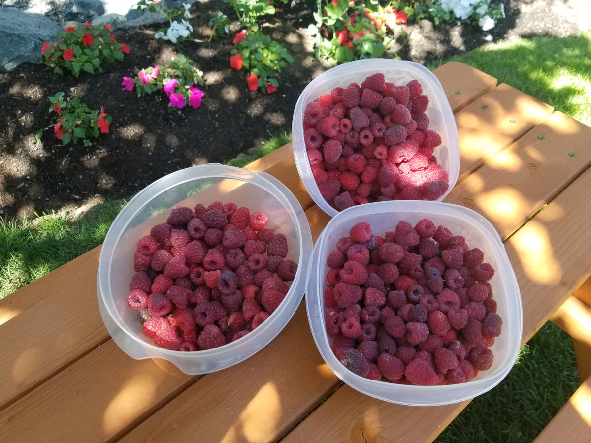 earthquakeguy's tweet photo. My @raspishake is here all year long, recording earthquakes, but these little beauties are only around for about a month!
A great time of the year, peak of the season!
#BCRaspberries
#PickLocal https://t.co/u0FxEz9lxI